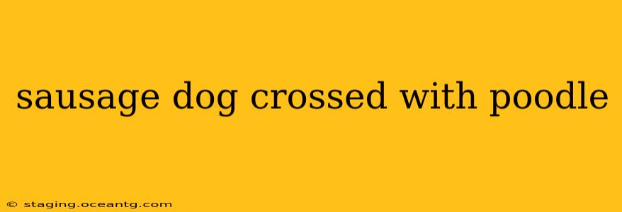 sausage dog crossed with poodle