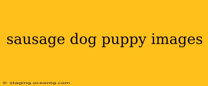 sausage dog puppy images