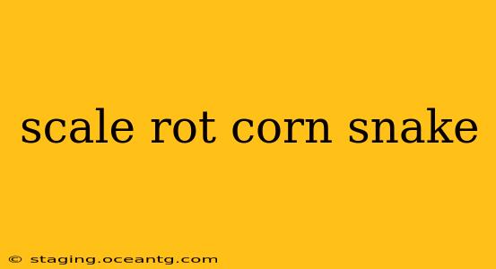 scale rot corn snake