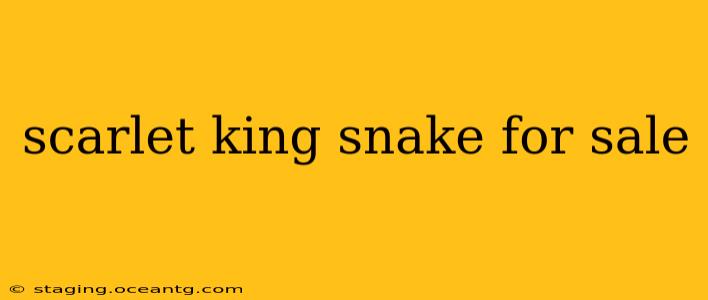 scarlet king snake for sale