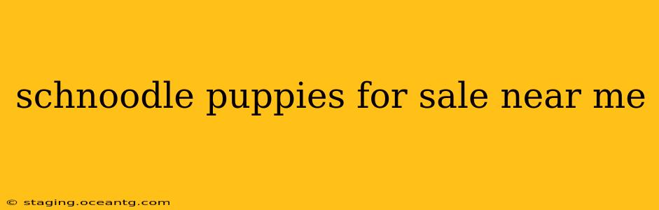 schnoodle puppies for sale near me