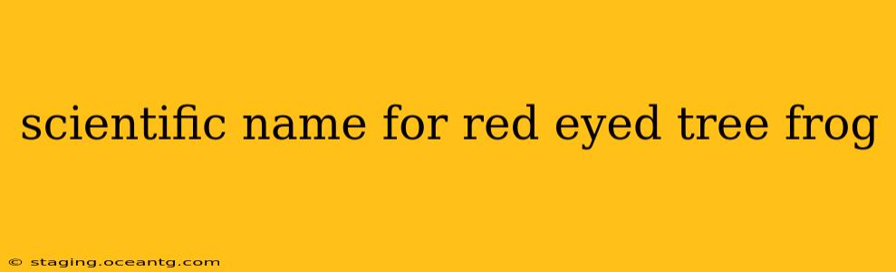 scientific name for red eyed tree frog