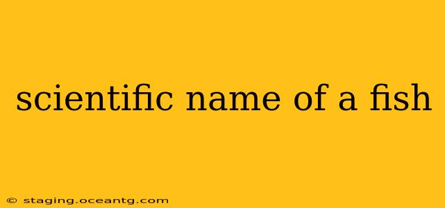 scientific name of a fish