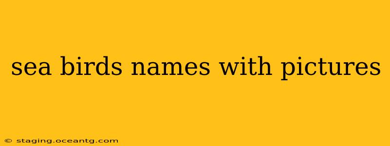 sea birds names with pictures