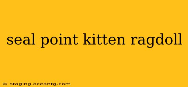 seal point kitten ragdoll