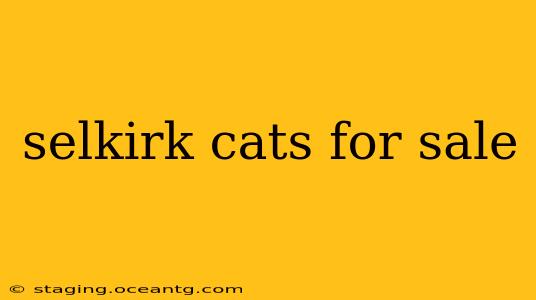 selkirk cats for sale