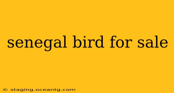 senegal bird for sale