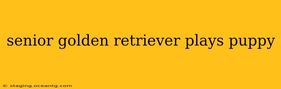 senior golden retriever plays puppy