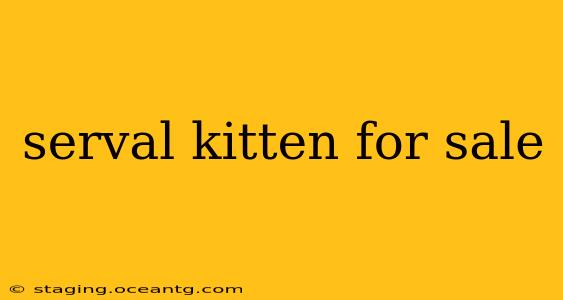 serval kitten for sale