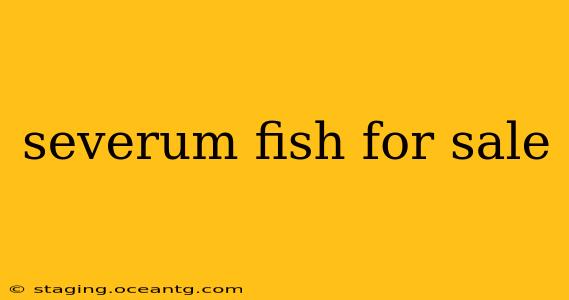 severum fish for sale