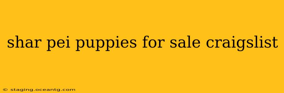 shar pei puppies for sale craigslist