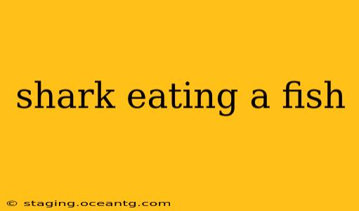 shark eating a fish