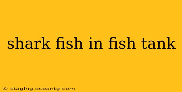 shark fish in fish tank
