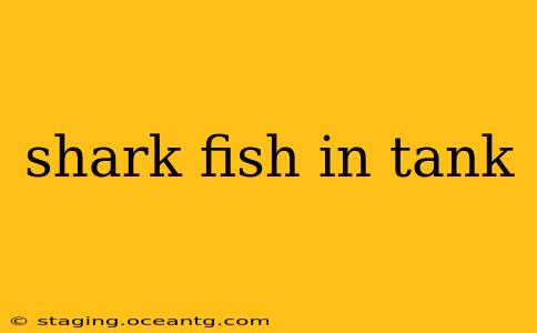 shark fish in tank