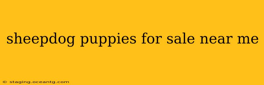 sheepdog puppies for sale near me