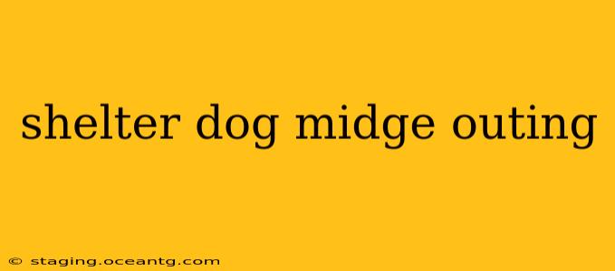 shelter dog midge outing