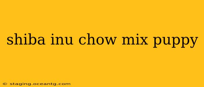 shiba inu chow mix puppy
