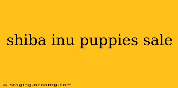 shiba inu puppies sale