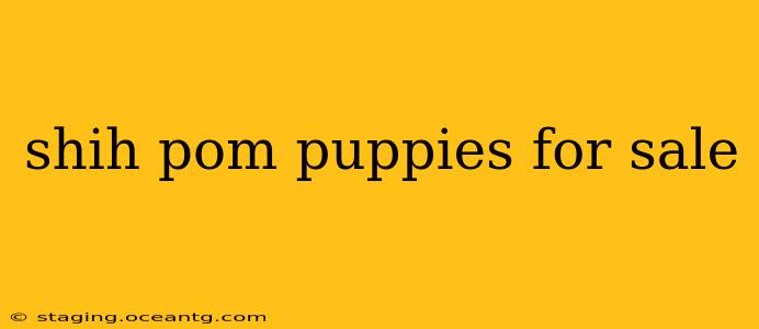 shih pom puppies for sale