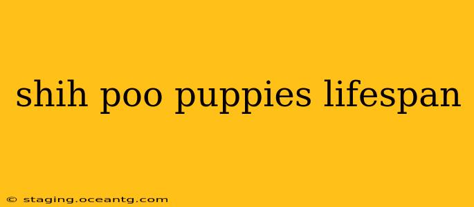 shih poo puppies lifespan