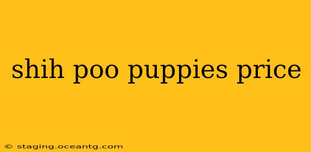shih poo puppies price