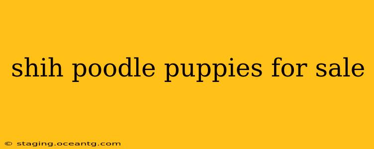shih poodle puppies for sale