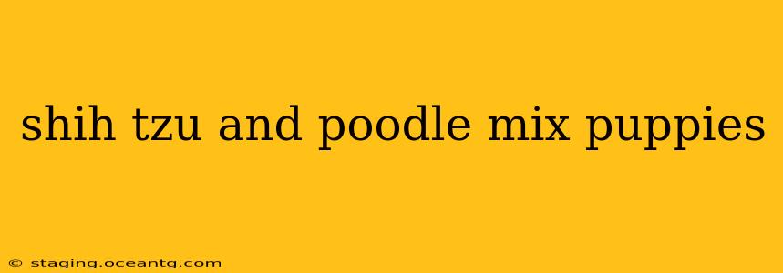shih tzu and poodle mix puppies
