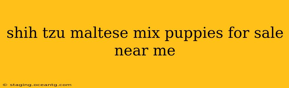 shih tzu maltese mix puppies for sale near me