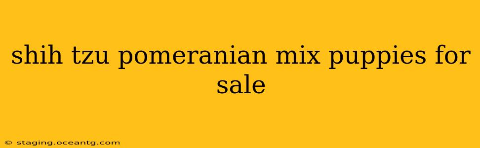 shih tzu pomeranian mix puppies for sale