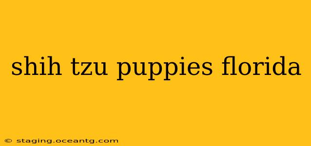 shih tzu puppies florida
