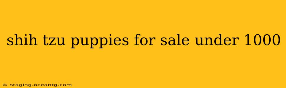shih tzu puppies for sale under 1000