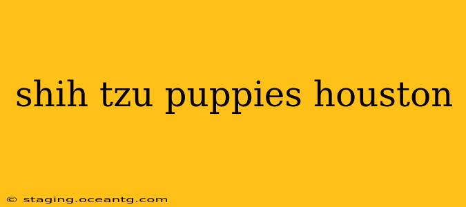 shih tzu puppies houston
