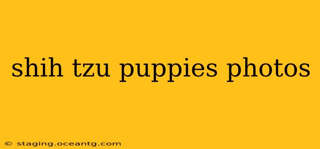shih tzu puppies photos