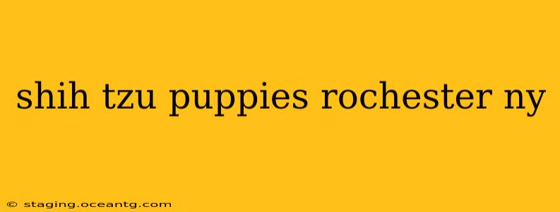 shih tzu puppies rochester ny