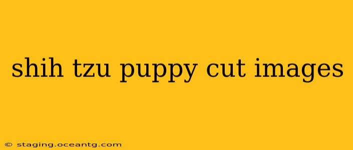 shih tzu puppy cut images