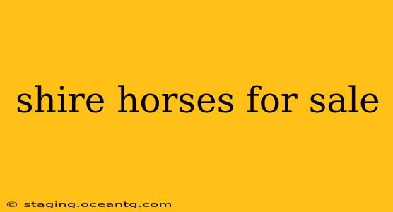 shire horses for sale