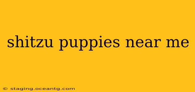 shitzu puppies near me