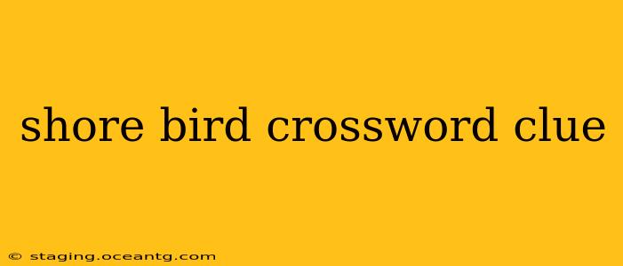 shore bird crossword clue