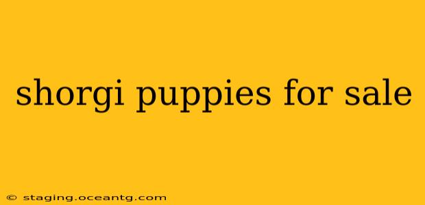 shorgi puppies for sale