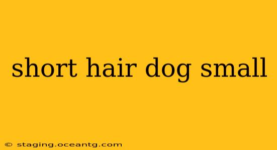short hair dog small