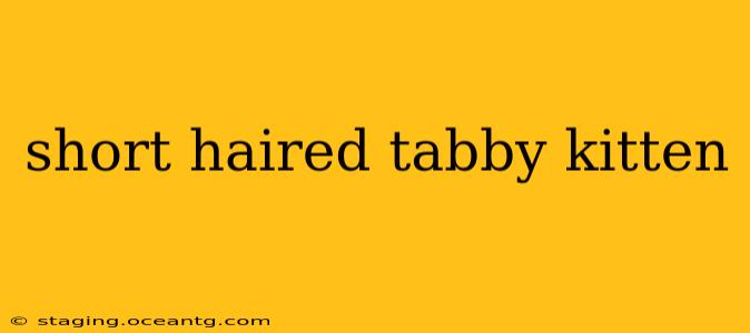 short haired tabby kitten