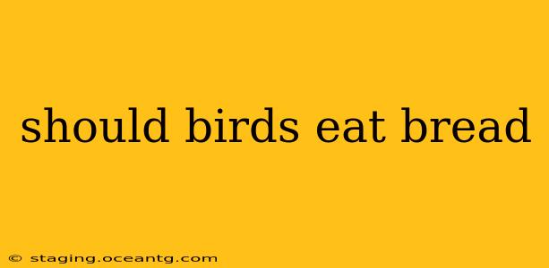 should birds eat bread