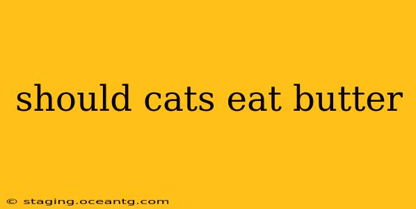 should cats eat butter