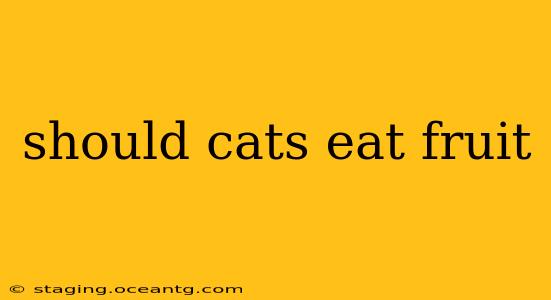 should cats eat fruit
