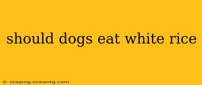 should dogs eat white rice