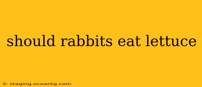 should rabbits eat lettuce