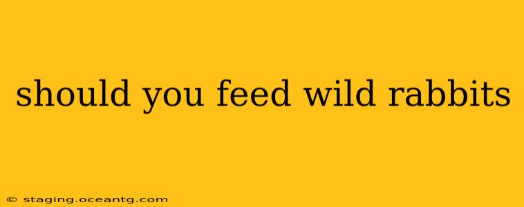 should you feed wild rabbits