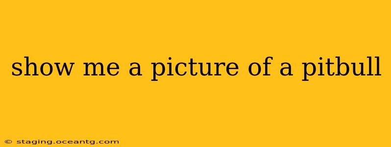 show me a picture of a pitbull