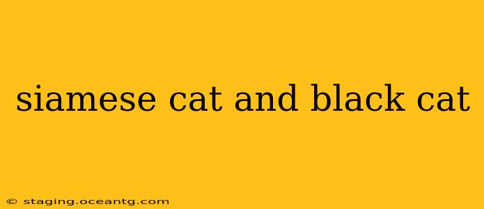 siamese cat and black cat