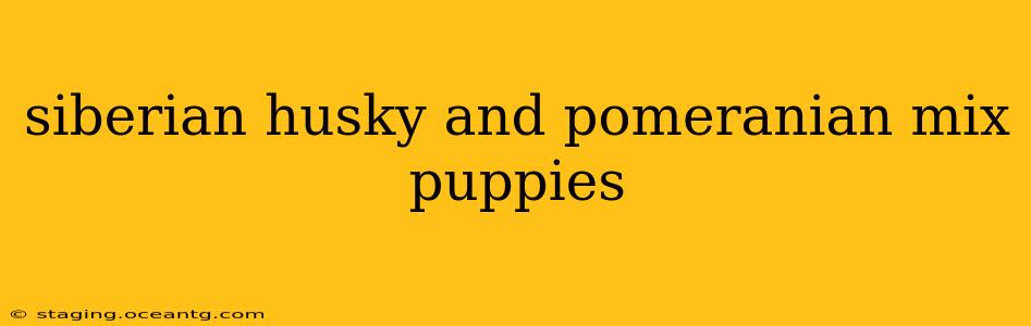 siberian husky and pomeranian mix puppies